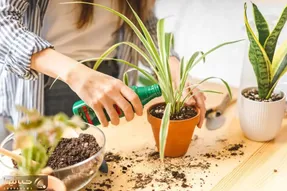 کاشت و برداشت خانگی؛ برای چه گل هایی از کود سه بیست استفاده کنیم؟ گلتو به کشتن ندی