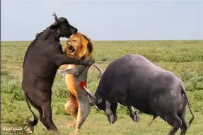 قلمرو حیوانات؛ شیر که گیر گله بوفالو بیفته حسابش با کرام الکاتبینه
