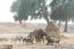 از جذابیت های حیات وحش؛ وقتی سگ های وحشی بچه بوفالو رو جلو مادرش زنده زنده جِر دادند!