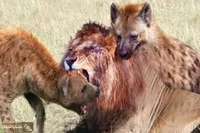 جذابیت حیات وحش؛ کفتار ددمنش شیر مسلول در حال احتضار رو کبود کرد به نیش کشید