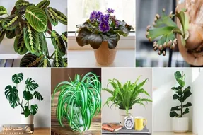 گیاهان آپارتمانی معروف/ اینا تو گلا شاخن اگه داریشون خوش سلیقه ای اگه نه از دنیا عقبی