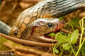 مستند حیات وحش؛ هم نوع خواری مارها برای بقا