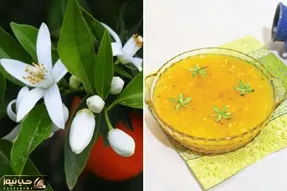 طرز تهیه مسقطی بهار نارنج / خوش عطر و طعم ترین دسر برای روزهای بهاری