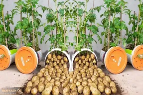 کاشت و برداشت خانگی؛ باغچه نداری تو سطل پلاستیکی سیب زمینی بکار خروار خروار برداشت کن