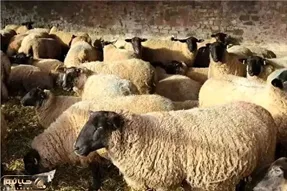 قیمت دام زنده امروز ۲۴ اردیبهشت ۱۴۰۵ + جدول