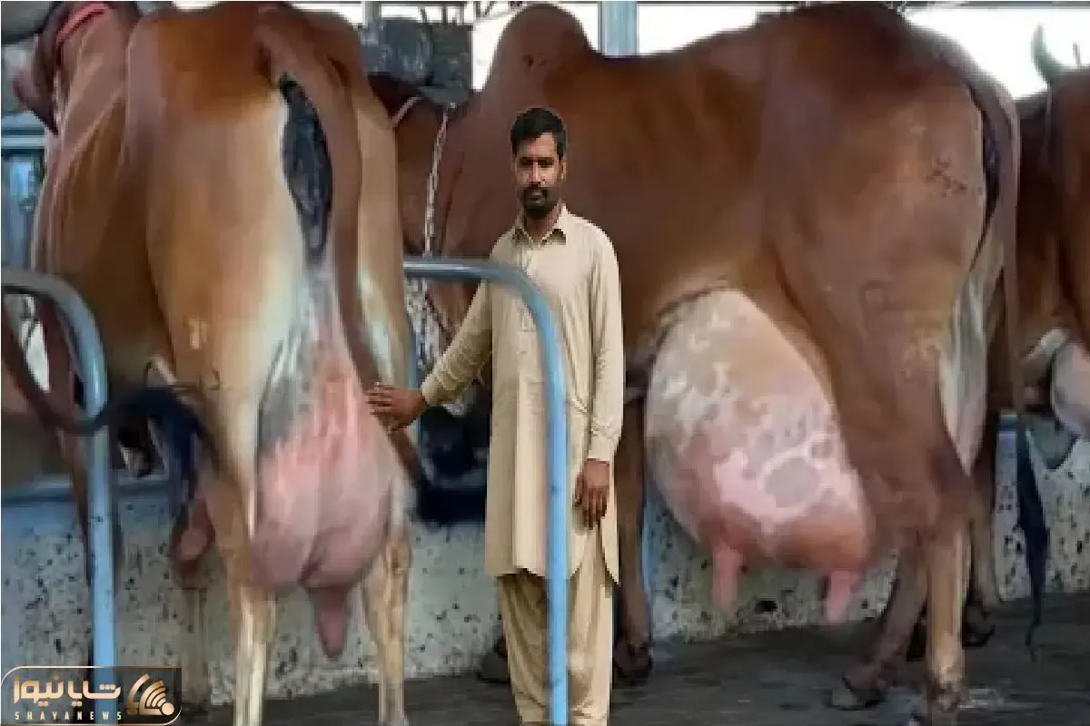 گاوهای باورنکردنی؛ گاو حیوونکی انقدر شیر داره تلو تلو میخوره موقع راه رفتن