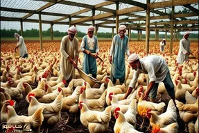 کارخانه حیوانات؛ با دستکاری هورمون مرغ و خروس پرنده زینتی میلیاردی پرورش میده