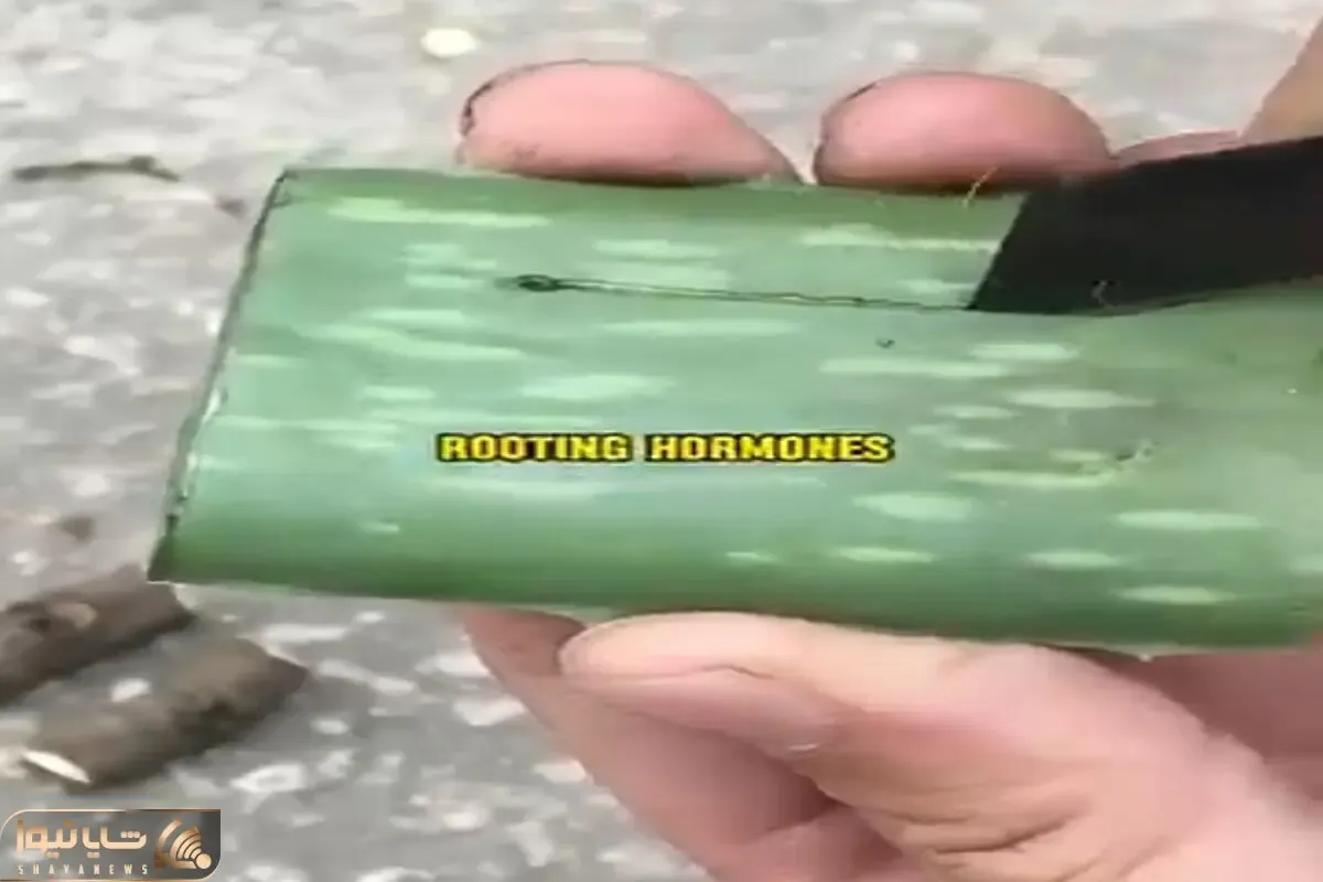 کشاورزی نوین؛ یه تیکه شاخه ی مرده انبه رو گذاشت وسط ژل آلوئه ورا تقویتش کرد درخت شد