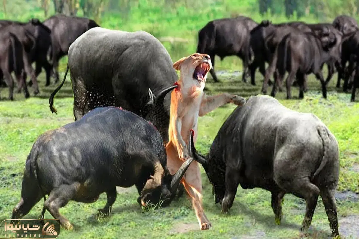 صحنه دهشتناک؛ 6 تا بوفالو سفاک شیر مفلوک که به گله شون شبیخون زد رو شرحه کردن