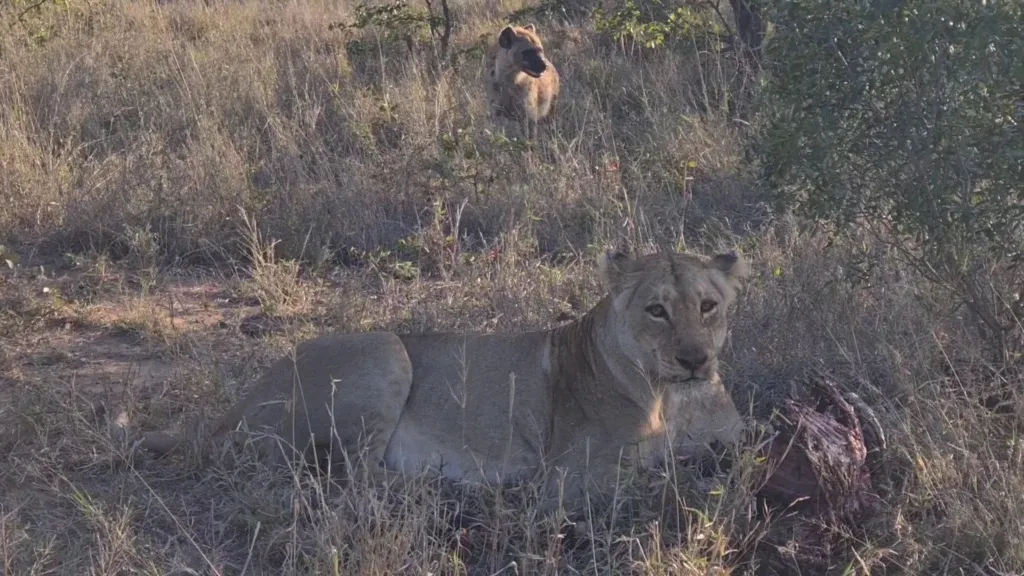 Lioness Surrounded By Hyenas Keeps Eating Lioness Surrounded By Hyenas Keeps Eating