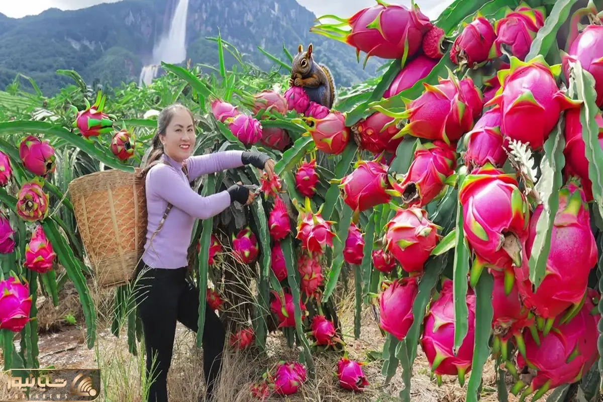 کشاورزی نوین؛ مزرعه کاشت دراگون که به طرز حیرت انگیزی شبا خوشگله روی هر درخت یه لامپ