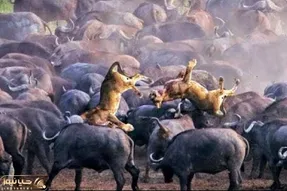 از جذابیت های حیات وحش؛ ضد حمله وحشتناک گاومیش و هم تیمی هاش به شیر و فنا شدنش