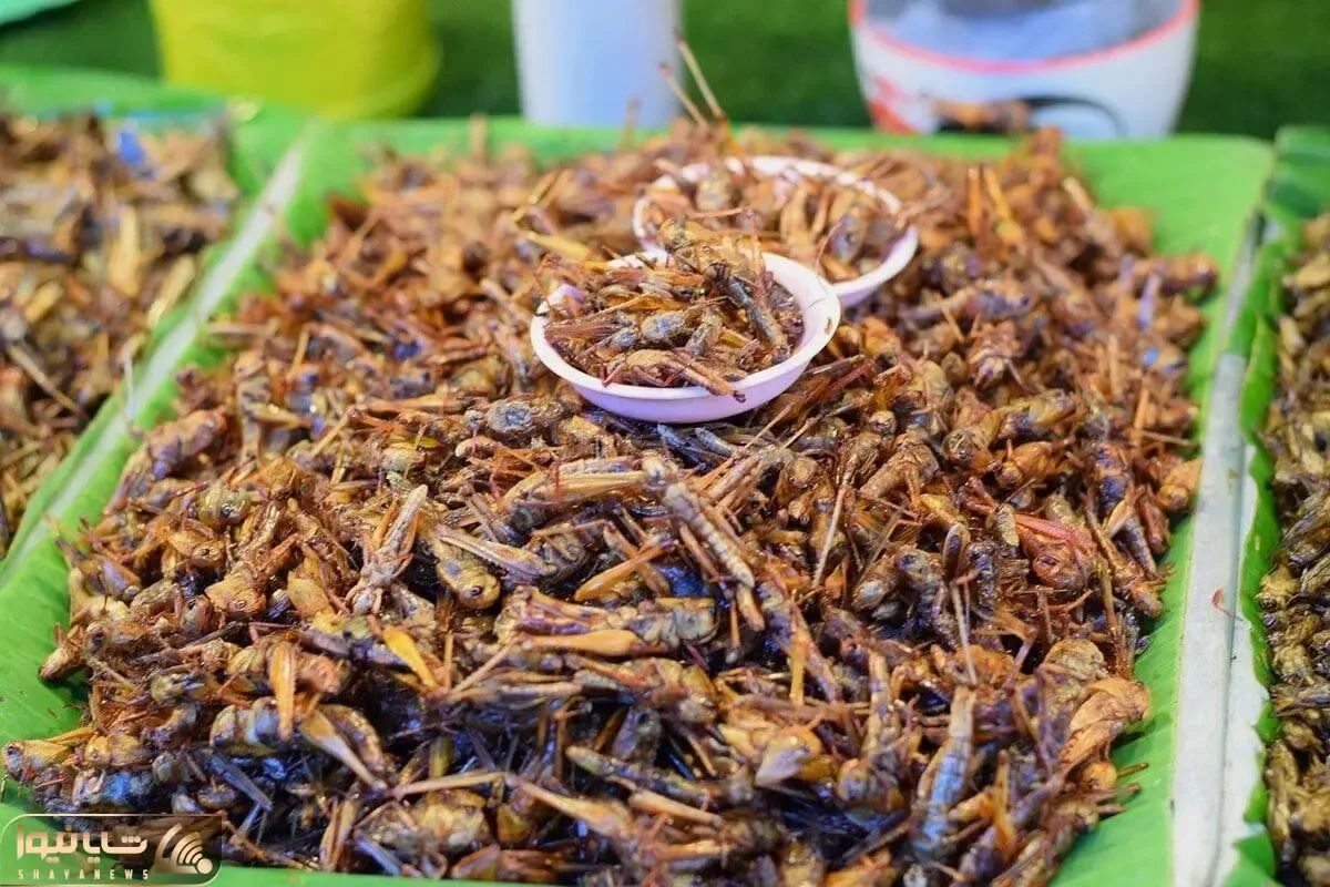 غذاهای چندش ؛ فکنم توی چین دیگه هیچ جک و جونوری نمونده لعنتیا همه چیو میخورن