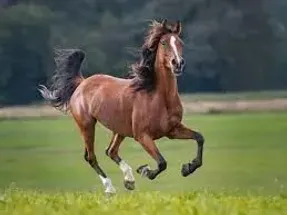 تعبیرخواب اسب، تعبیر رنگ اسب تااسب مرده