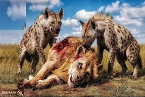 از بدایع حیات وحش؛ کفتارای لاشخور دیدن شیر درحال استراحته گردنشو از قفا جویدن