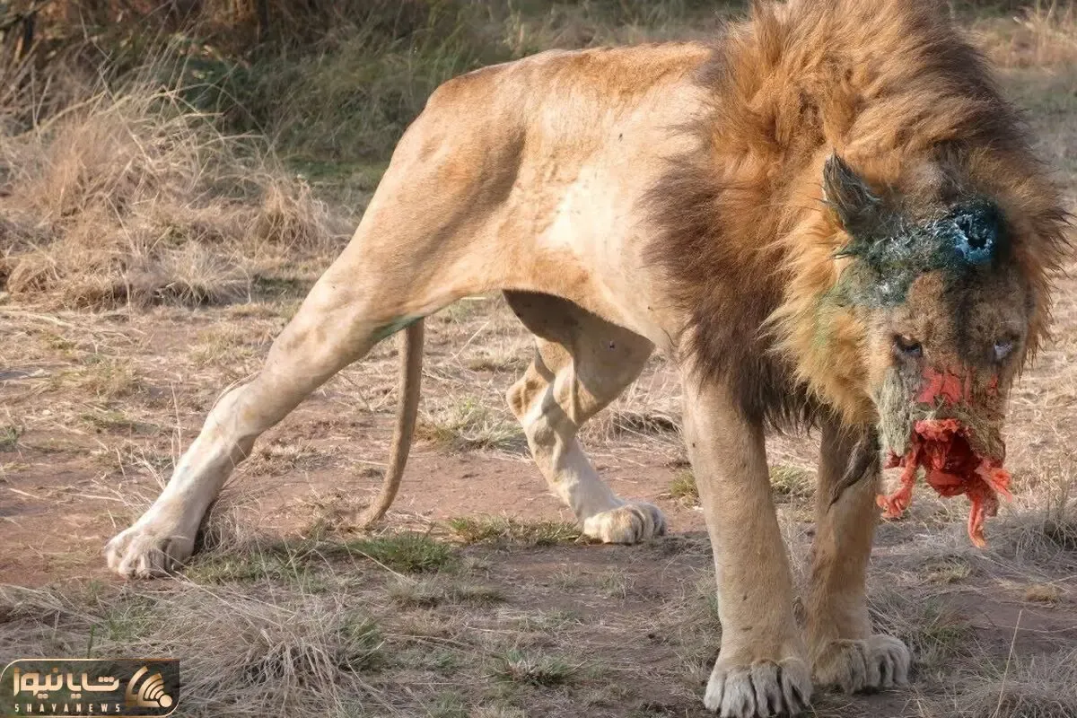 از جذابیت های حیات وحش؛ بوفالوی عصبانی جوری به شیر شاخ زد که صورتش متلاشی شد
