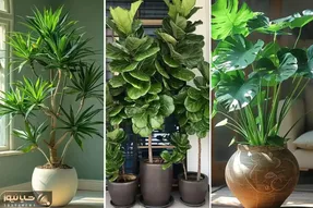گیاهان آپارتمانی مختص افراد مبتدی و صفر کیلومتر در پرورش گل و گیاه؛ بادوام و بی دردسر