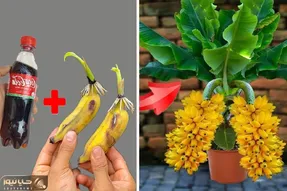کشاورزی نوین؛ تکنیک فوق العاده ویژه برای تکثیر موز با کوکاکولا / به ذهنم خطور نمیکرد