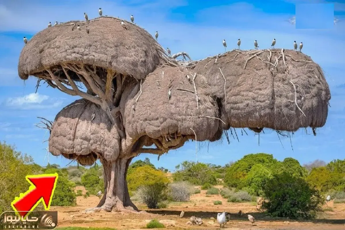 معماری خلاقانه؛ وسط جنگل با خلال دندون پنبه و بُراده چوب خونه چند طبقه ساختن اعیونی