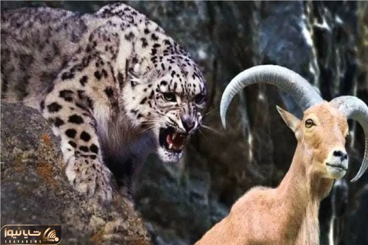 مستند حیات وحش؛ جاذبه نمندی وقتی پلنگ دلش گوشت بز میخواد