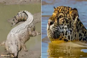 (ویدئو ) پرش جانانه پلنگ از بالای درخت برای شکار تمساح!