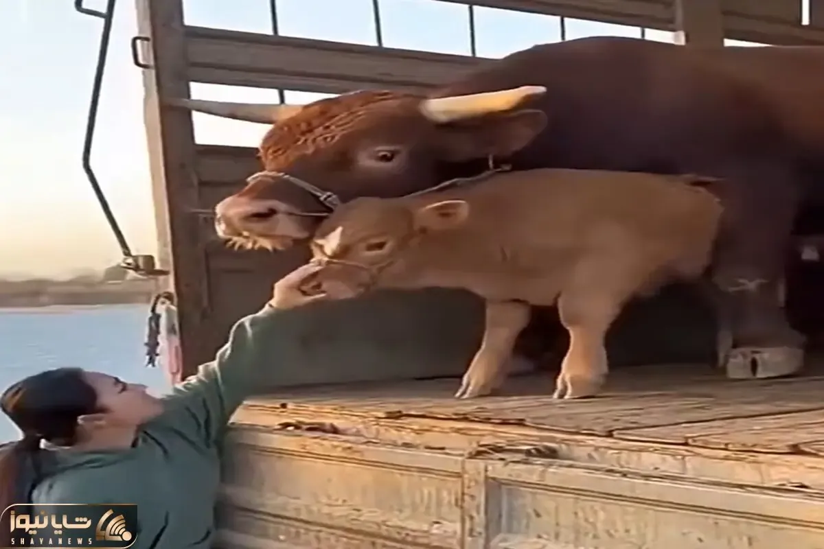 دامداری نوین؛ دختره با بچه گاو شوخی کرد گاو بی جنبه بهش برخورد بیچاره رو پشیمون کرد