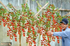 کاشت و برداشت خانگی؛ توی سطل پلاستیکی گوجه فرنگی کاشته خروار خروار محصول جمع کرده