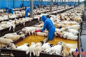 فرآوری سگ؛ سگهای نازنازی رو از تولگی پرورش میدن واسه گوشتش