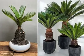 راهنمای نگهداری از گیاه سیکاس / نکات مهم برای رشد و شادابی این درختچه زیبا