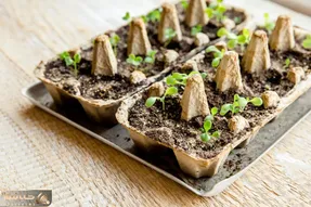 کاشت و برداشت خانگی؛ اینجوری تو شانه تخم مرغ بادمجان بکارید و کلی محصول برداشت کنید