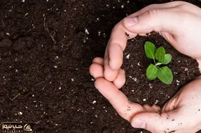 کاشت و برداشت خانگی؛ چطور کمپوست بسازیم؟ با این روش توی خونه یه کود کم هزینه بساز