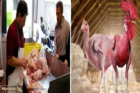 قیمت مرغ امروز یکشنبه ۱۳ اردیبهشت ۱۴۰۵ + جدول