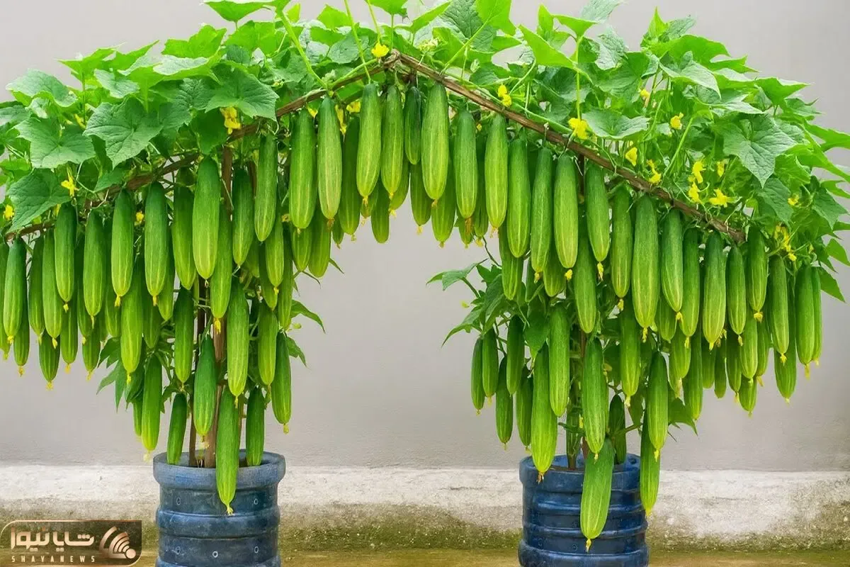 کاشت و برداشت خانگی؛ کاشت خیار تو سطل پلاستیکی روشی خلاقانه و کاربردی