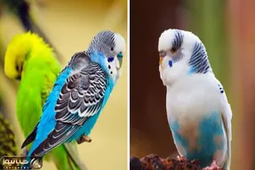 علائم بیماری های مرغ عشق؛ این کوچولوهای فسقلی هم مریض میشن و تو باید بدونی چیکار کنی