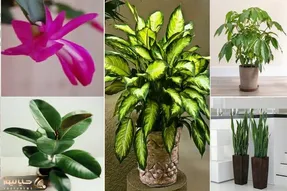 گیاهان آپارتمانی کم دردسر / وقت و حوصله نداری به گلا برسی حله تو به اینا 1 ماه آب نده