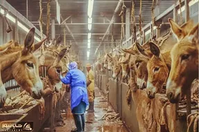 فراوری الاغ؛ کلی خر رو پرورش میدن هم ماده هم نر از یکی شیر میگیرن از یکی گوشت کبابی