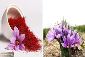 تشخیص زعفران اصل از تقلبی؛ با این ترفندا دیگه کسی نمیتونه فیکشو بهت قالب کنه خدا تومن