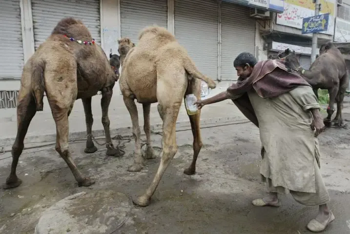 (عکس و ویدیو) عجیب و باورنکردنی؛ افتتاح اولین کافه ادرار شتر!