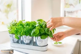 کاشت و برداشت خانگی؛ با رعایت این نکات توی خونه شاهی، شوید، ریحون، تربچه و گشنیز بکار