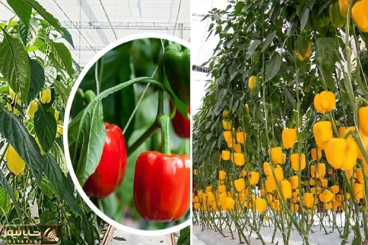 کاشت و برداشت گیاه آپارتمانی فلفل دلمه ای؛ رنگ سبز قرمز یا نارنجی هرچی بخوای قلق داره