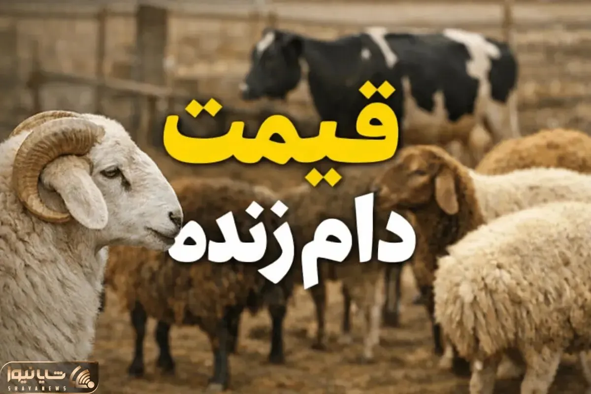 قیمت دام زنده امروز پنجشنبه ۱۱ تیر ۱۴۰۵؛ بازار بدون تغییر ماند + جدول