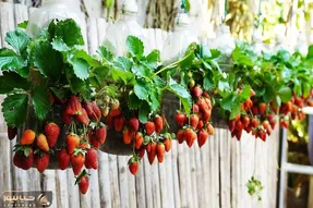 فرآوری و  پرورش توت فرنگی با روش ساده و مقرون به صرفه در بطری های پلاستیکی