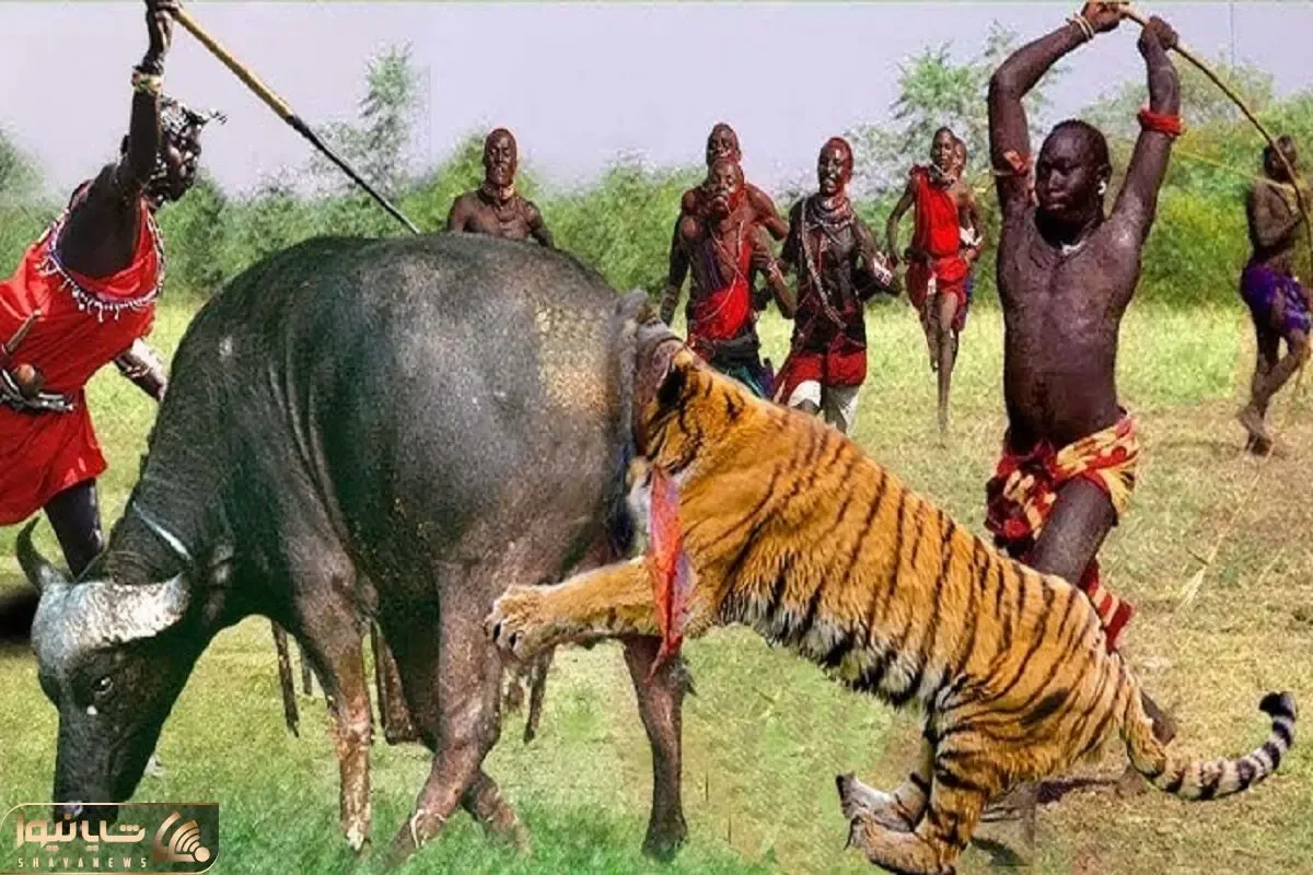 جنگجویان طبیعت؛ وسط جنگل با بوفالو اسیر شیر شقی شدن نیزه زدن به قلبش لاشخورا بلعیدن