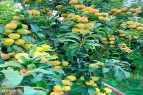 کشاورزی نوین؛ مزرعه هلو زدن پربار و درشت درختا دارن از سنگینیشون میشکنن دهنت آب میفته