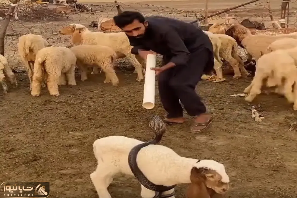 دامداری نوین؛ مار پیچیده دور بزغاله چوپان مفت تقدیمش نکرد جنگید