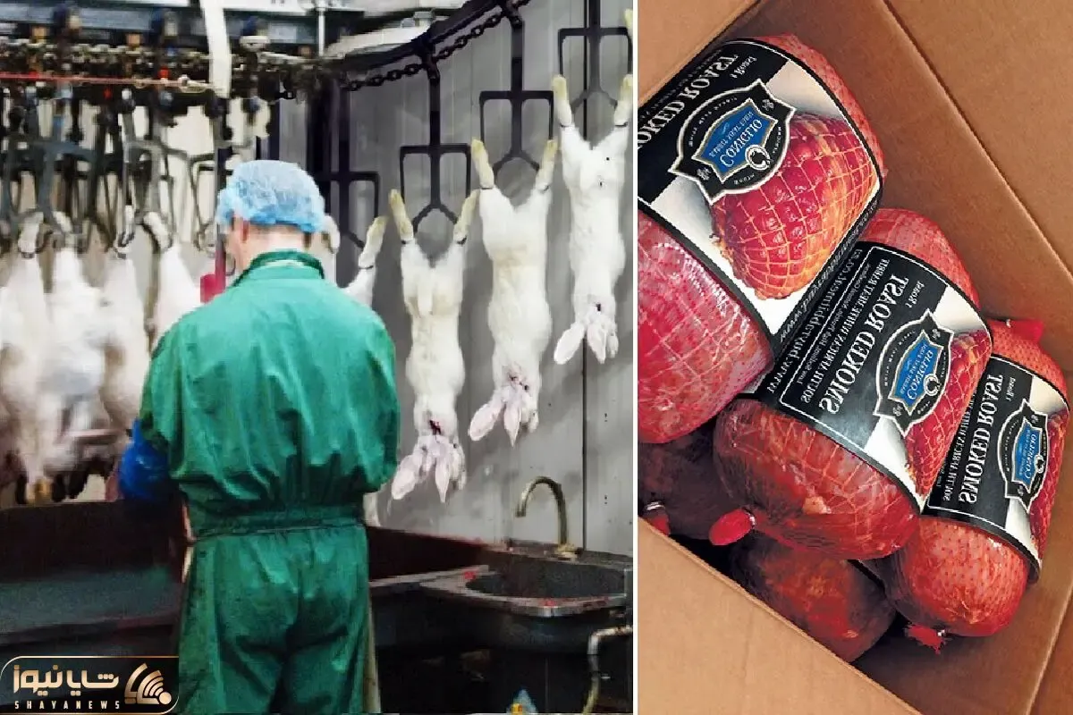 فراوری گوشت خرگوش؛ خرگوش ها رو پروار میکنن و بعد از سلاخی گوشتش رو کالباس میکنن