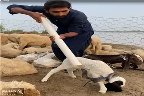 مستند کاوش؛ این مارگیر مار ار با لوله پولیکا گیر می اندازه