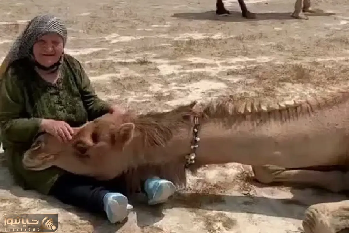 آواز اصیل؛ مادربزرگ پیر شترو رو پاش خوابونده و براش لالایی خوند واکنش شترو هاج و واج