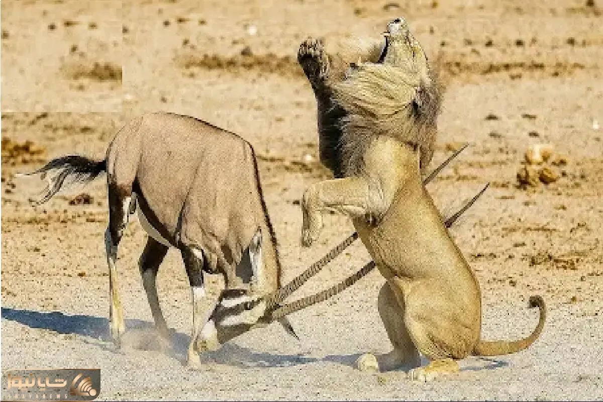 حیات وحش بی رحم؛ سقوط شیر وقتی ایمپالا شاخ قداره اش را به رخ کشید