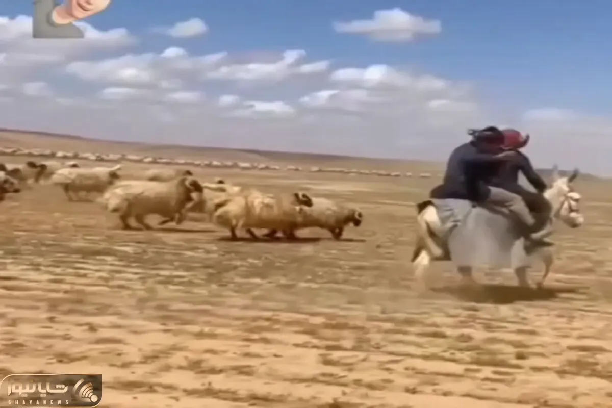 آواز شاد؛ چوپان با گوسفنداش مسابقه دو گذاشته ببعی ها چنان از جون مایه گذاشتن حیثیتیه